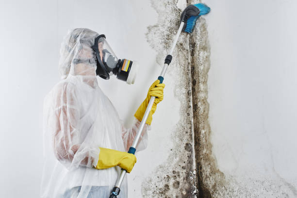 Best Attic Mold Removal  in Keokea, HI