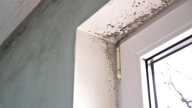 Best Certified Mold Removal  in Keokea, HI