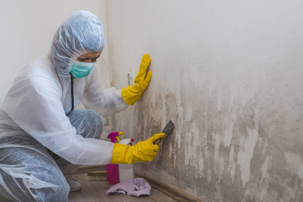 Best Mold Damage Repair  in Keokea, HI