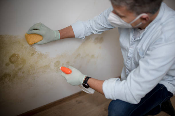 Mold Testing and Removal in Keokea, HI