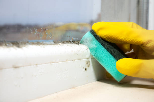 Best Toxic Mold Removal  in Keokea, HI