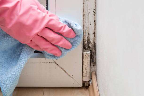 Best Residential Mold Removal  in Keokea, HI